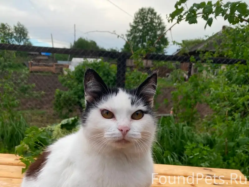 Пропала кошка, хромает, район ул. Кувинская
