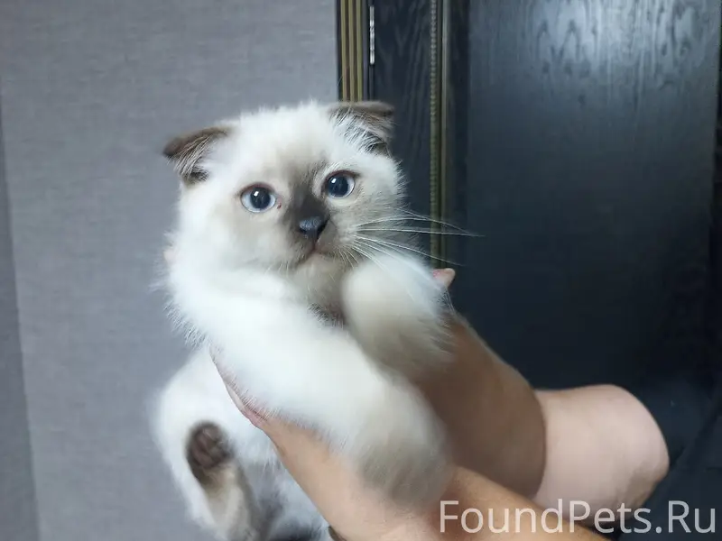 Найден котёнок, район дач на Кощих хуторах