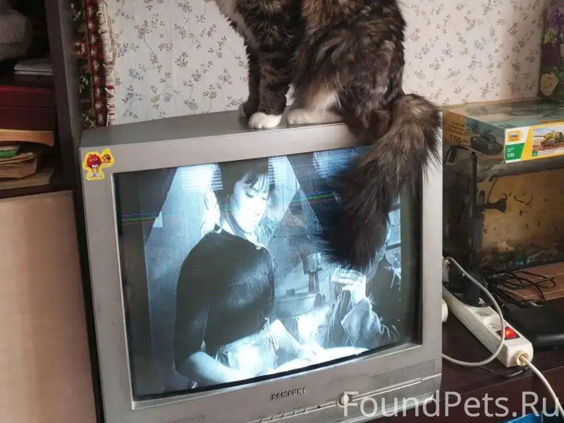 Пропала кошка, район Московская 63