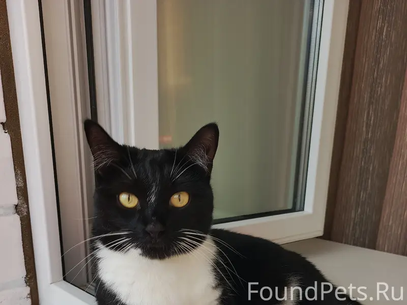 Пропала кошка Мусяндрочка