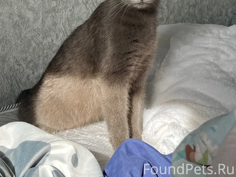 Пропала кошка, Туймазы