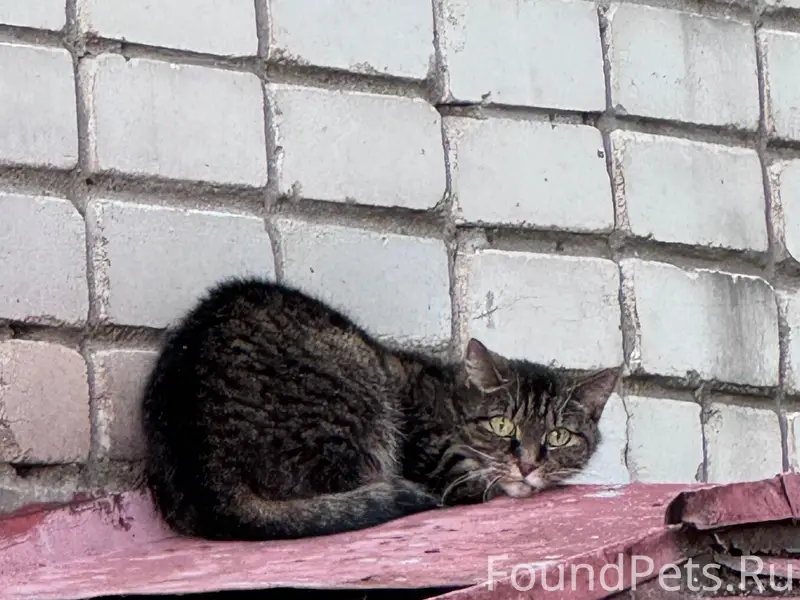 Найдена кошка, район 5 налоговой