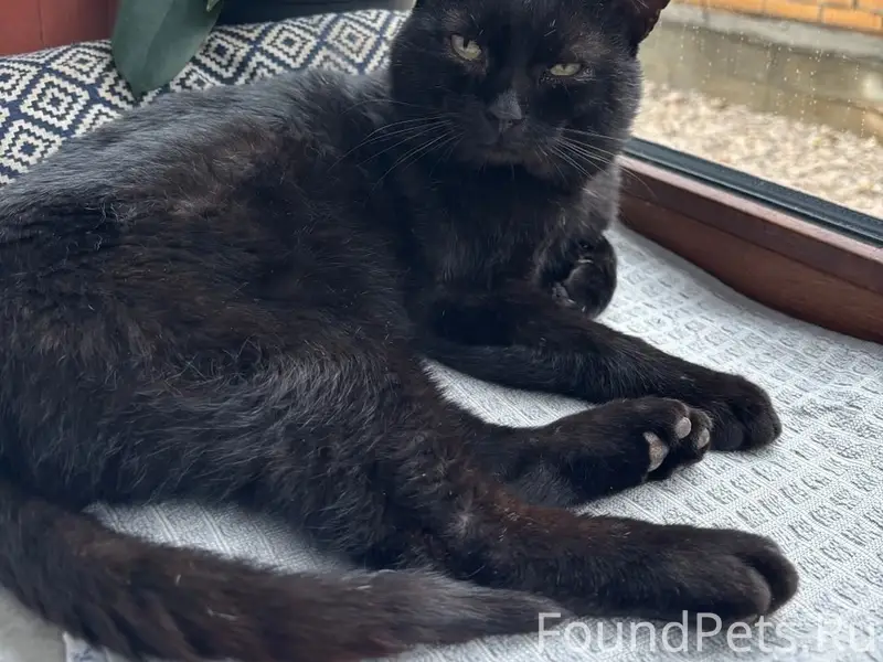 Пропал чёрный кот Чёрный, ул. Грозина