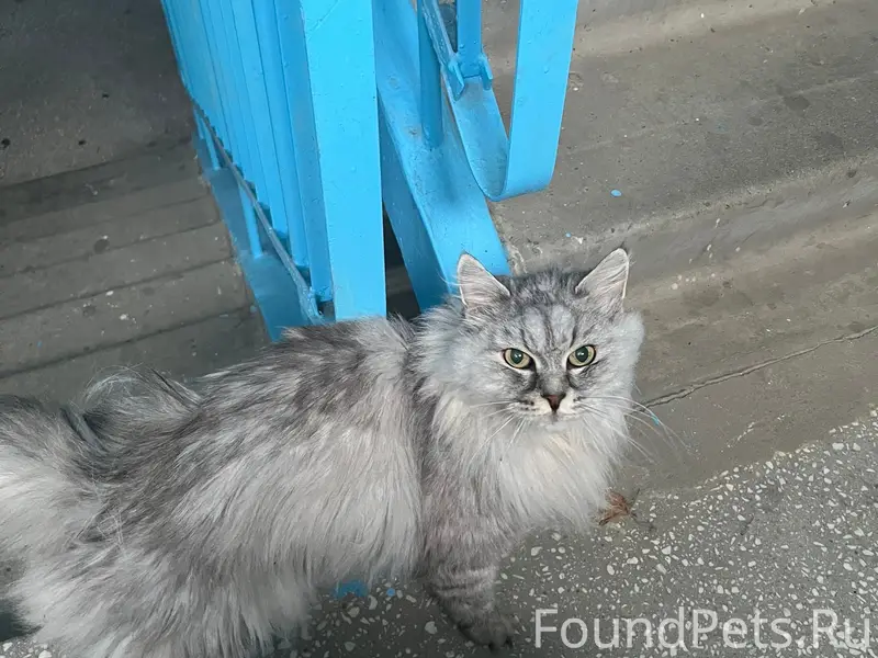 Найдена кошка, Чкаловская 3, 1