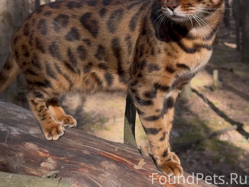 Пропала бенгальская кошка Мия, Салым