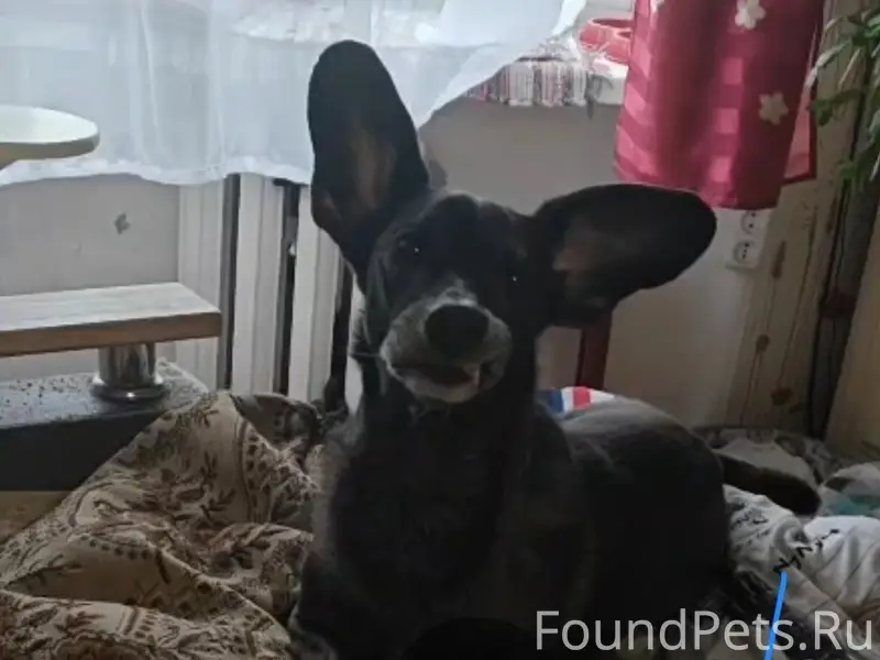 Пропала собака Альма, район родника