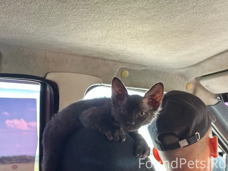 Пропал котёнок, 21 линия