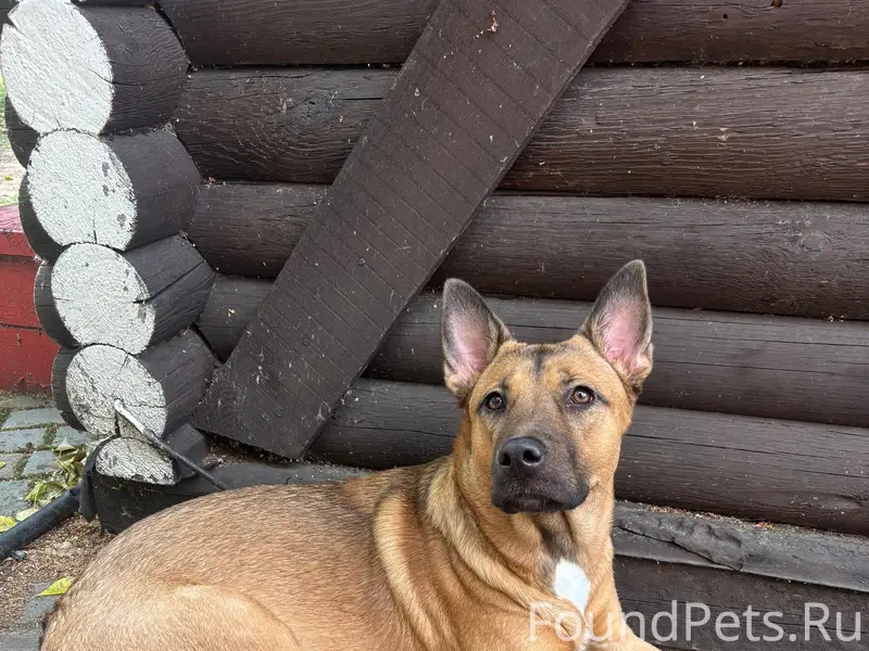 Найден тип собака, цпкиО
