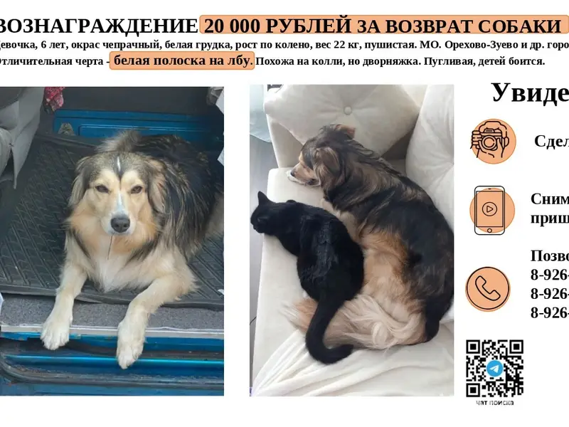 Пропала кошка Сёмико, Орехово-Зуево