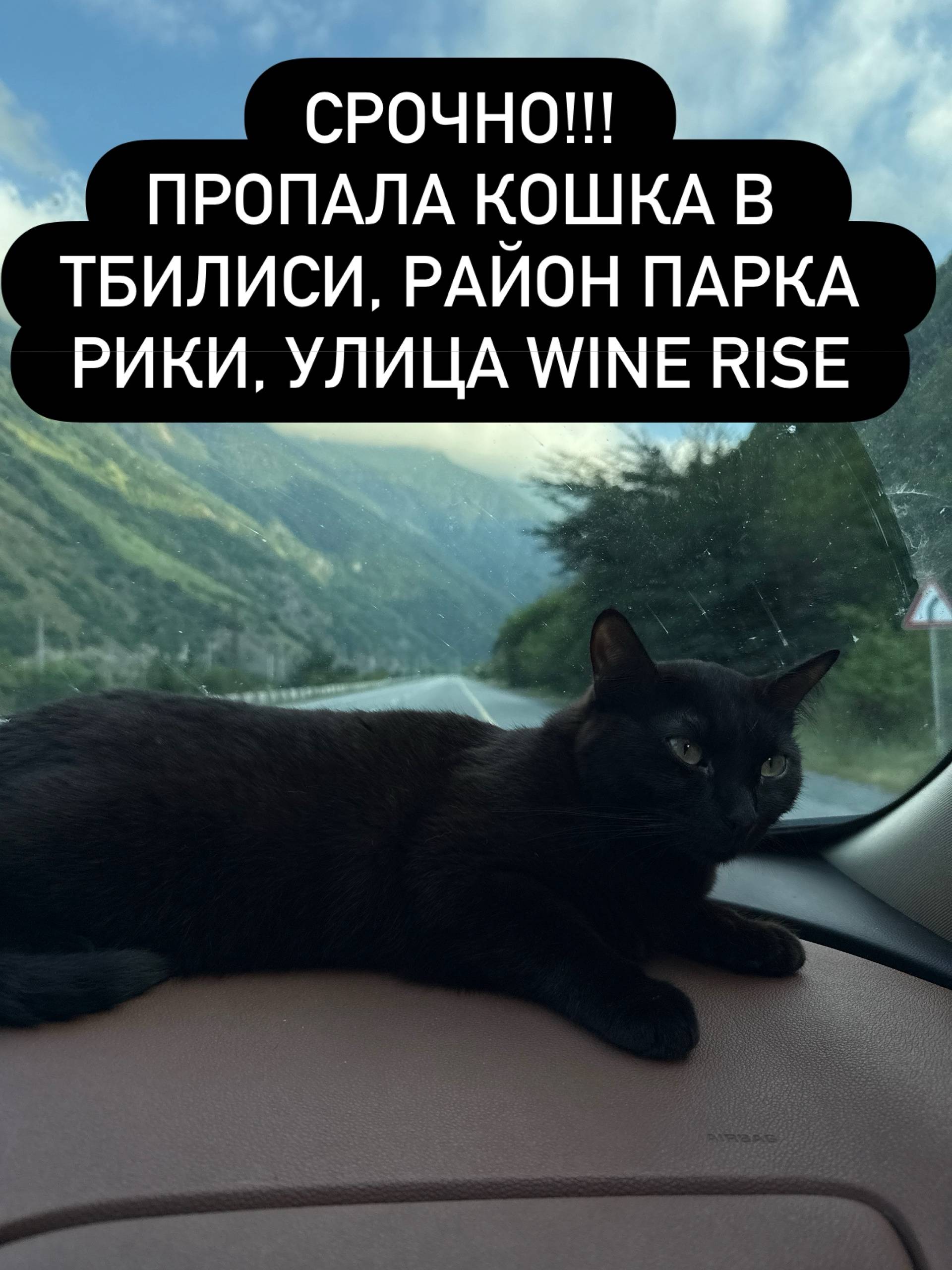 Пропала чёрная кошка, Тбилиси