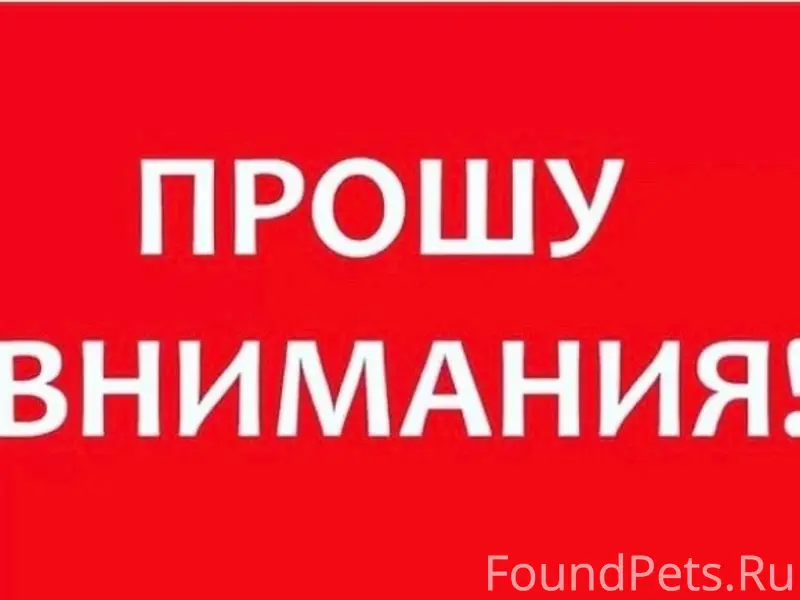 Пропал шпиц Филя, Лысцево