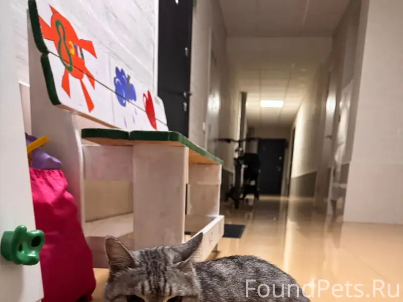 Найдена кошка, ул. Заречная, д. 3/1