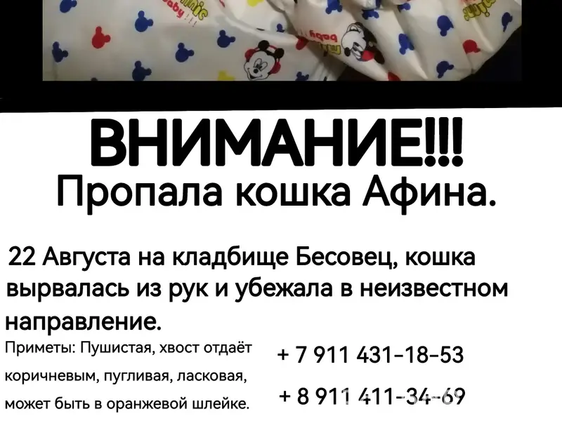 Пропала кошка Афина, Бесовец