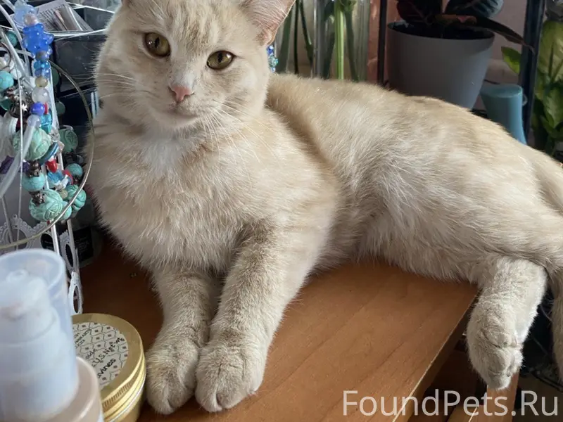 Пропала рыжая кошка