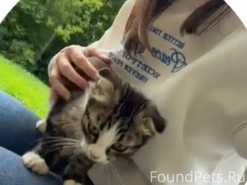 Найден вислоухий котёнок, Войнова