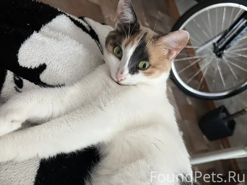 Пропала кошка