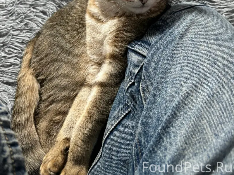Пропал кот, Нягань, 1 мкр