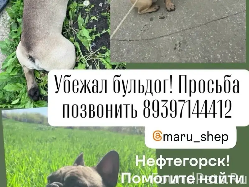 Пропала собака, Нефтегорск