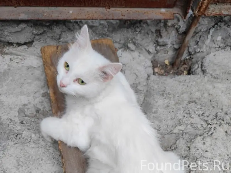 Пропала белая кошка, район Автовокзала