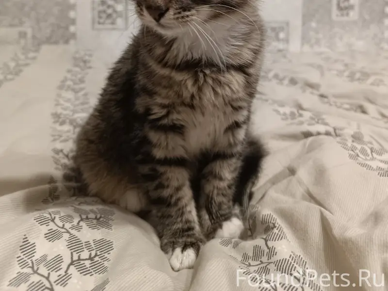 Найден котёнок, мкр Шагово
