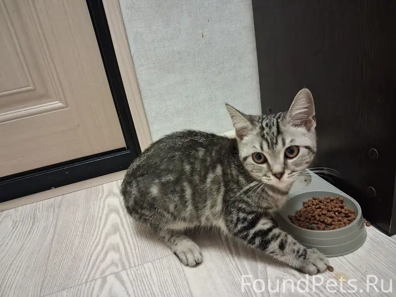 Найден котёнок, район ТЦ Империя
