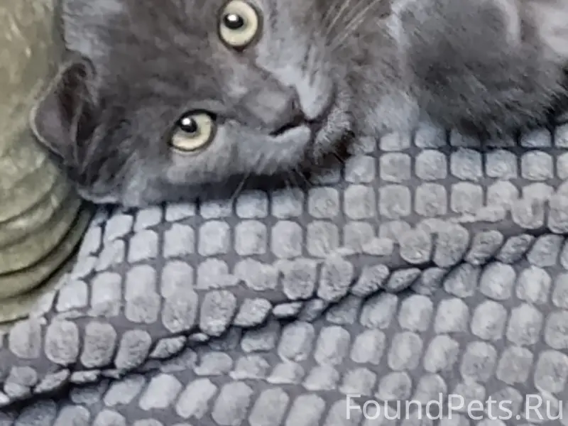 Пропал котёнок, Супонево