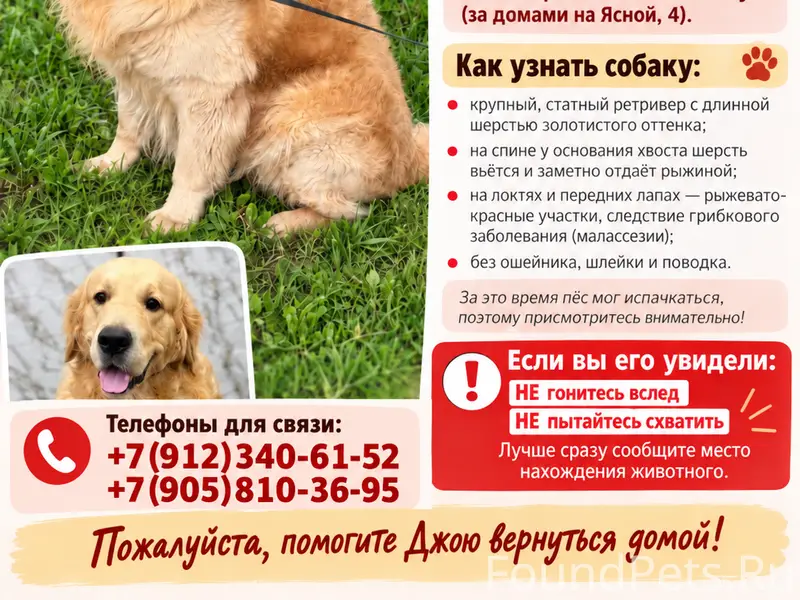 ❗️Пропал Золотистый Ретривер Джой ❗️