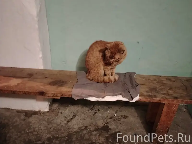 Найден рыжий кот, Ткача