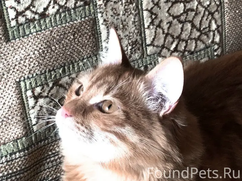 Пропал кот Рыжик, район Эжвы