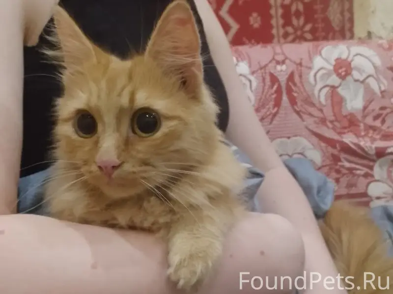 Найден котёнок девочка, площадка Шумилова