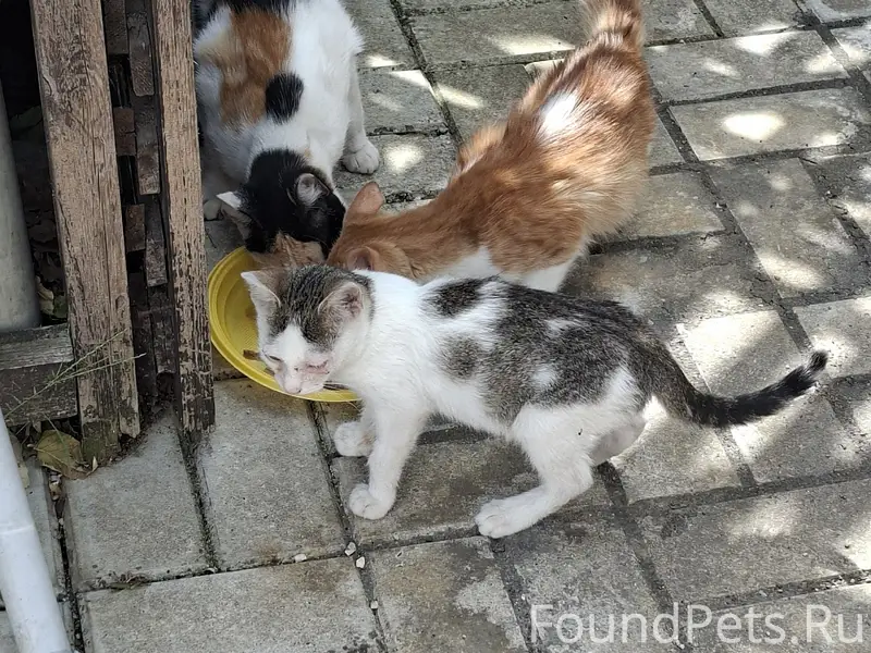 Найдена кошка и два котёнка, ул. Красивая 2а
