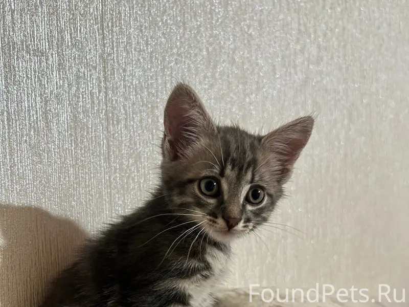 Пропал котёнок Тоша, Стеклозаводская