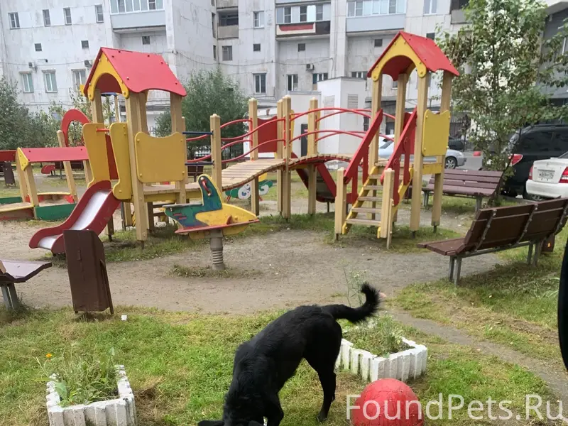 Найден пёс, улица Салютная