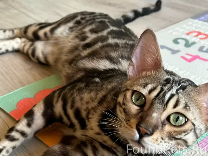 Пропал бенгальский кот, серый леопардовый окрас