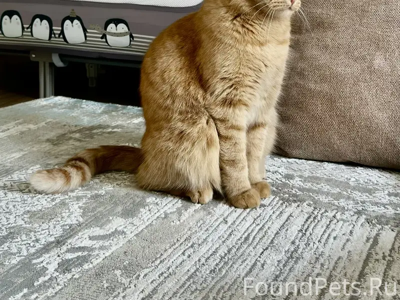 Пропал Рыжий кот