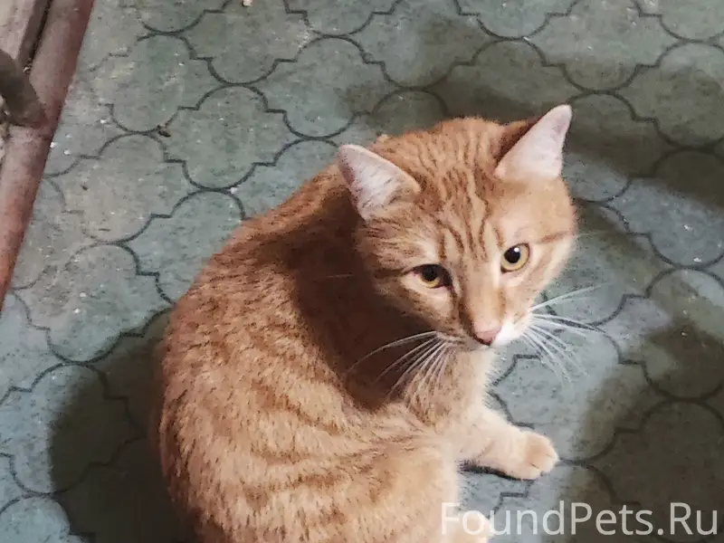 Пропал рыжий кот, п. Семрино