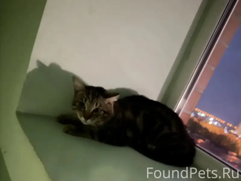 Найден кот, Малиновского