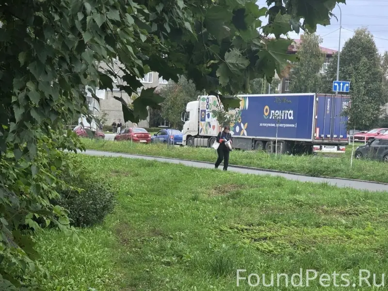 Найдена кошка, сбита у филармонии