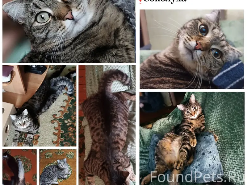 Пропала кошка Маня, Центральный район