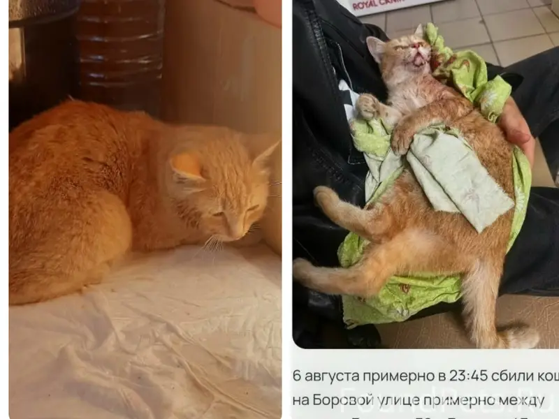 Найдена кошка, между Боровая, 39 и Боровая, 43