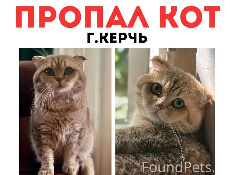 Пропал шотландский вислоухий Сильвестр, Керчь