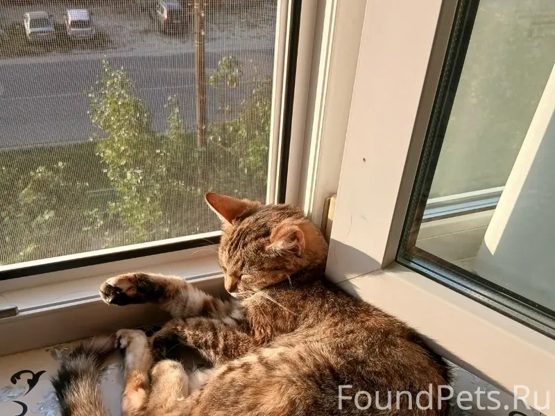 Пропала кошка Муська, район поповки