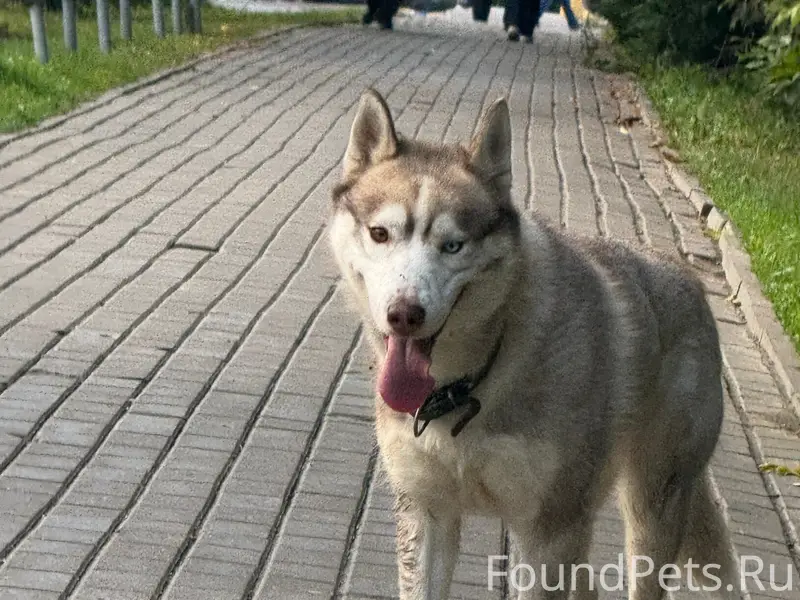 Найден хаски, глаза разного цвета, Дедовск