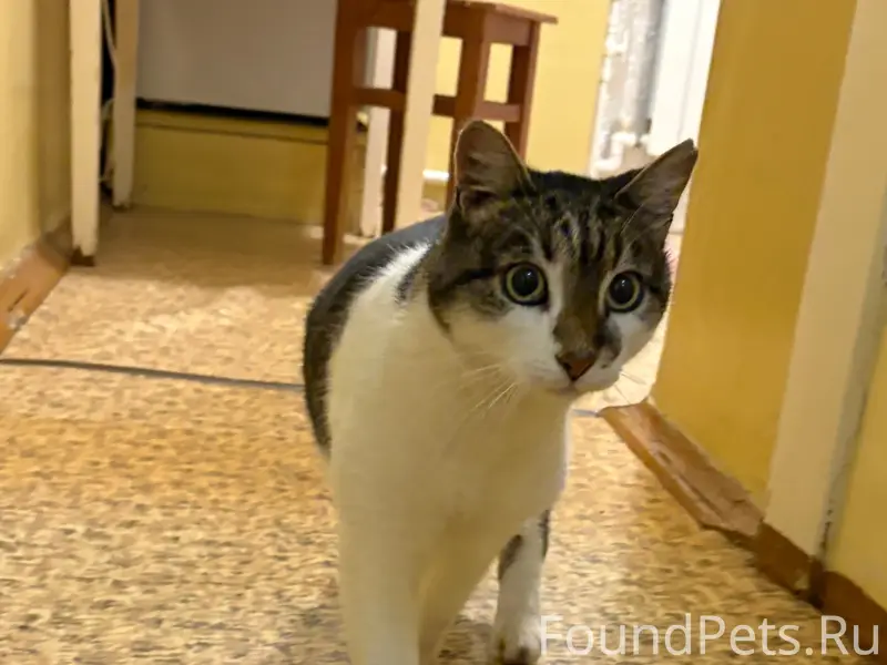 Найдена кошка, район пр. Текстильщиков