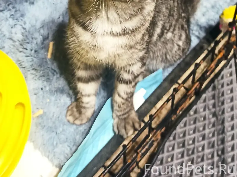 Найдена кошка Милана, Санкт-Петербург