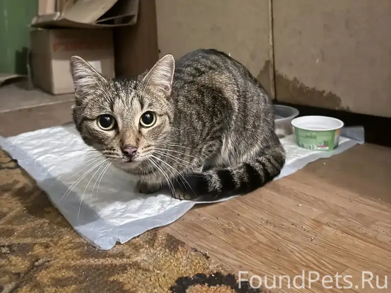 Найден кот