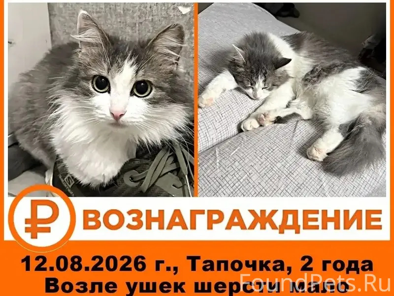 Пропала дворянка Тапочка, район Автовокзала, Бугуруслан