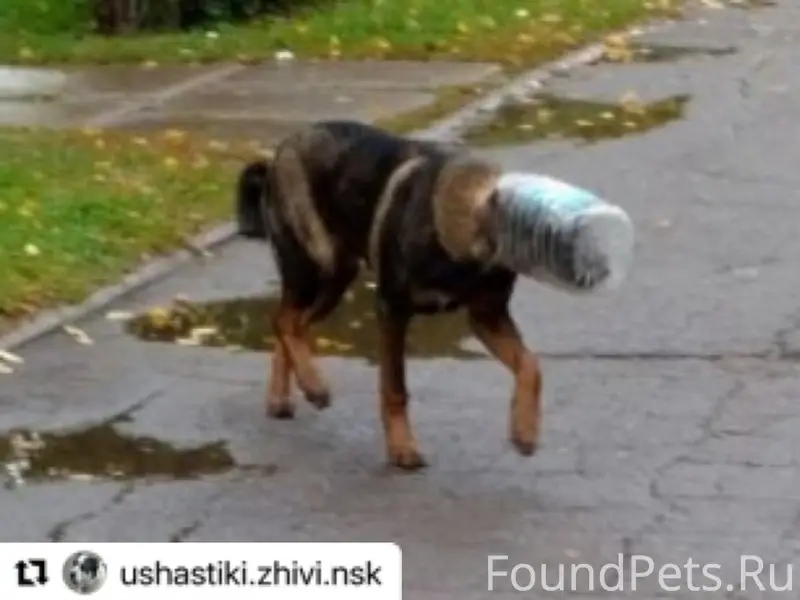 Пропал щенок овчарки, Гусинка
