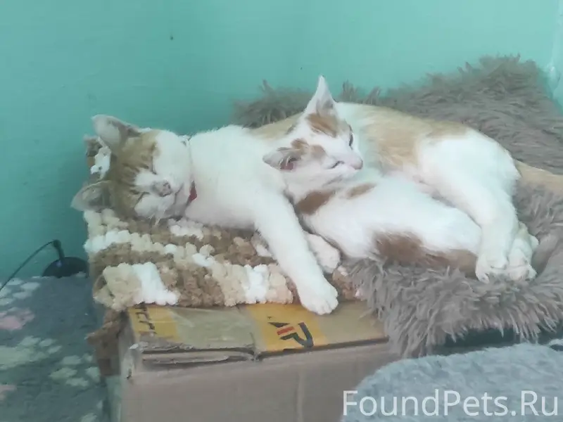 Пропала кошка, ул. Коммунистическая