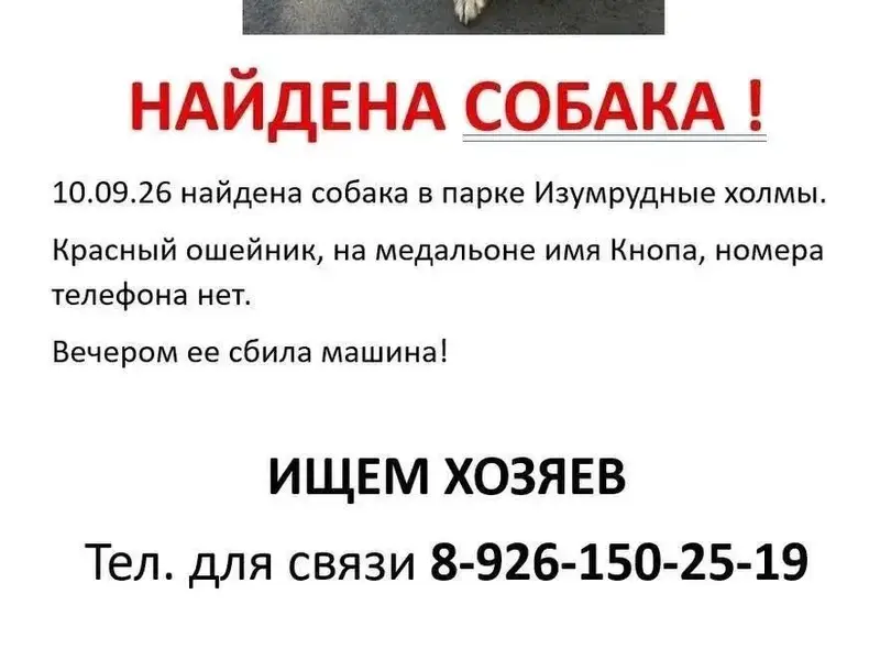 Найденная собака Кнопа, Красногорск